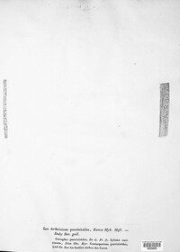 Arthrinium puccinioides image